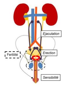 Dysfonction érectile et cancer de prostate - Ilustration des fonctions sexuelles masculines