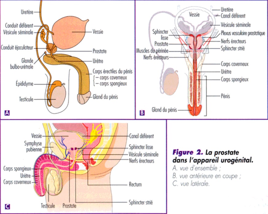Illustration de la prostate dans l'appareil urogénital