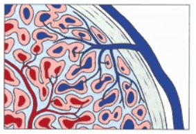Illustration intérieur verge à l'état flaccide - mécanisme érection cancer de la prostate