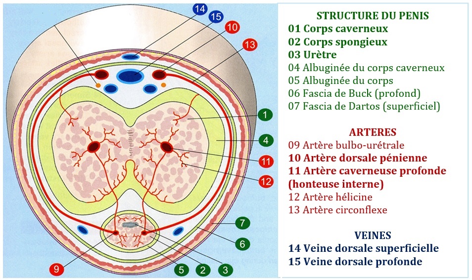Cancer de prostate et dysfonction érectile - Illustration de la structure du pénis - comprendre mécanisme de l'érection